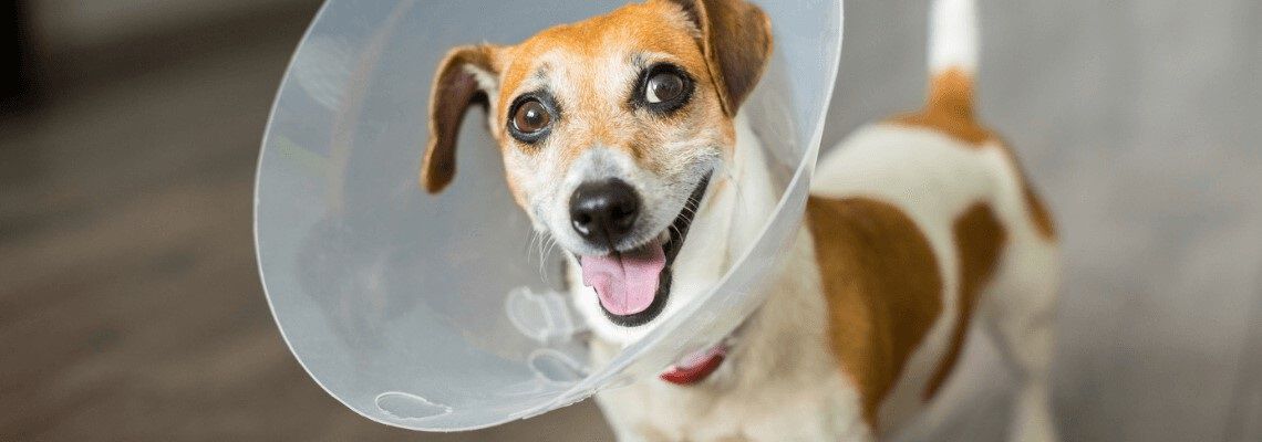 Wanneer kan ik mijn hond laten steriliseren?